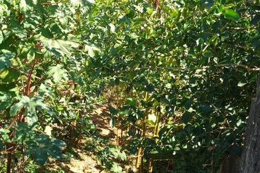 Terreno &agrave; venda - 283m&sup2; - JARDIM DO TREVO