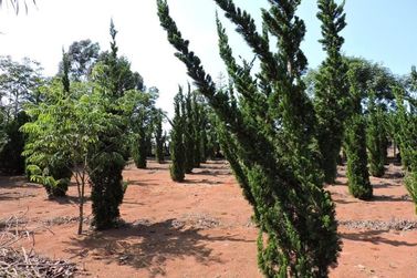 Ch&aacute;cara &agrave; venda - 450m&sup2; - CAETETUBA
