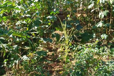 Terreno &agrave; venda - 283m&sup2; - JARDIM DO TREVO