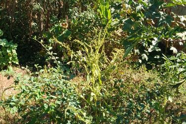 Terreno &agrave; venda - 283m&sup2; - JARDIM DO TREVO