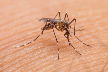 Bady Bassitt confirma primeira morte por dengue em 2024