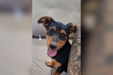 Fam&iacute;lia pede ajuda para encontrar cachorrinho perdido no Menezes 2, em Bady