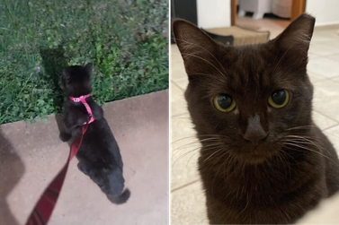 Gata Cacau desaparece no bairro Lago Sul com coleira e guia rosa