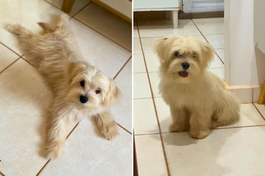C&atilde;ozinho de cinco meses some no Jardim Aurora, em Bady; fam&iacute;lia pede ajuda