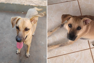 Ajude a encontrar caramelo que desapareceu no Cohab 3, em Bady Bassitt