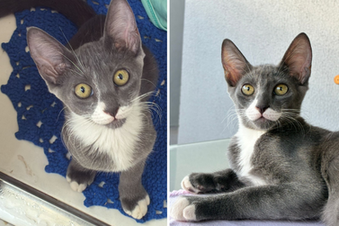 Gatinho desaparece no Residencial Catelani e tutora oferece recompensa