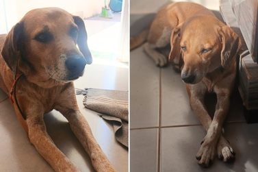 Cachorro desaparecido mobiliza fam&iacute;lia no Lago Sul, em Bady Bassitt