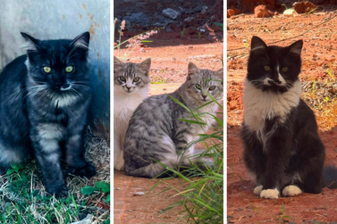 Nove gatos precisam de um novo lar com urg&ecirc;ncia em Bady Bassitt
