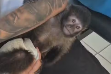 Macaco apreendido em Bady Bassitt deve passar por reabilita&ccedil;&atilde;o antes de voltar &agrave; natureza