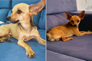 Pinscher desaparece ap&oacute;s chuva em Bady Bassitt; fam&iacute;lia pede ajuda para encontr&aacute;-lo