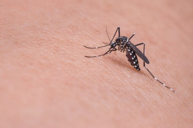 Minas decreta emergência após alta de casos de dengue. Barbacena tem 30 casos.