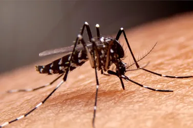 SUS: vacinação contra a dengue começa em fevereiro
