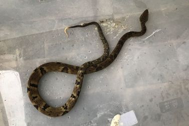 Saiba o que fazer se encontrar uma serpente em casa