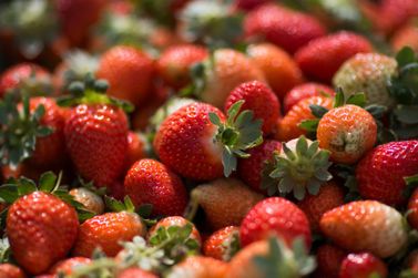 Inscri&ccedil;&otilde;es abertas para o Programa ATeG Fruticultura em Barbacena