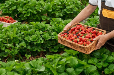Credenciamento aberto para Festa do Morango e chamada para agricultura