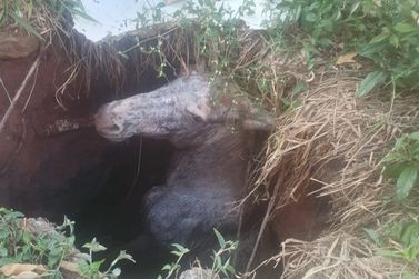 Bombeiros resgatam burro que caiu em fossa em Barbacena
