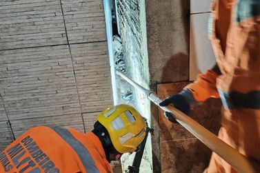 Bombeiros resgatam cachorro preso entre muros em Alfredo Vasconcelos