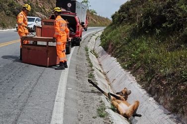 Lobo-guar&aacute; &eacute; atropelado e resgatado na BR-494, em S&atilde;o Jo&atilde;o del-Rei