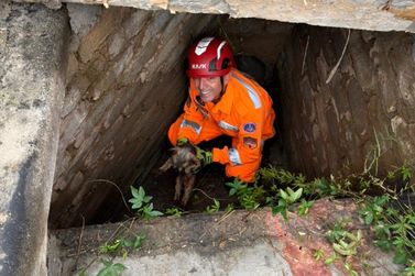 Bombeiros de Barbacena resgatam cadela que caiu em bueiro no bairro Santa Tereza