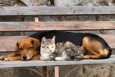 STF refor&ccedil;a dever das prefeituras de garantir prote&ccedil;&atilde;o a c&atilde;es e gatos abandonados