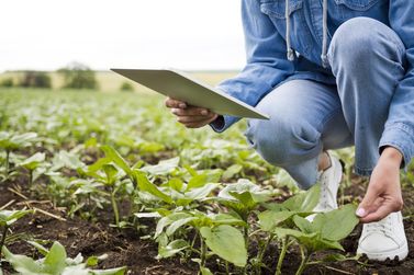 Avanhandava &eacute; contemplada com o Programa de Aquisi&ccedil;&atilde;o de Alimentos