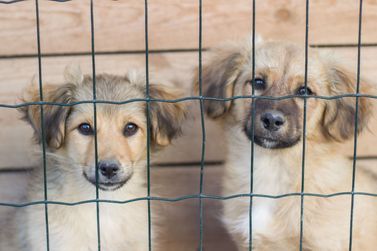Evento de ado&ccedil;&atilde;o de c&atilde;es filhotes ser&aacute; realizado pela iniciativa privada com apoio da Sema