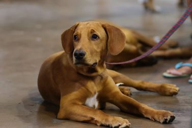 Blumenau lança campanha de vacinação para cães e gatos de ONGs protetoras