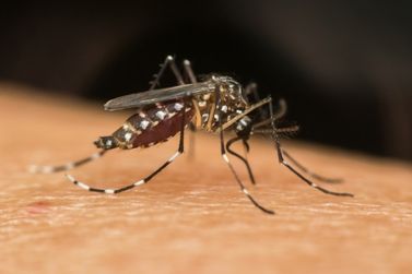 Blumenau registra mais três mortes por dengue