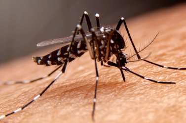 Blumenau soma 12 mortes por dengue desde o início do ano