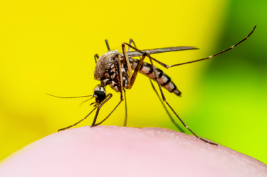 Chega em 17 o número de mortes por dengue em Blumenau 