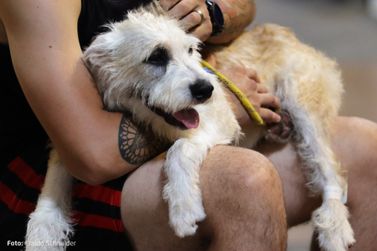 Castração de pets previne doenças e melhora o bem-estar entre animais e donos