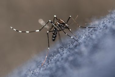Blumenau registra mais três mortes por dengue