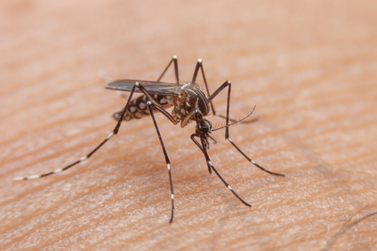 Mais cinco mortes por dengue foram registradas em Blumenau