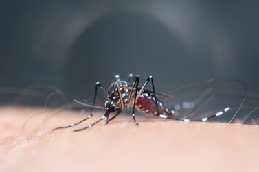 Número de mortes por dengue chega a 23 em Blumenau; confira o boletim da doença