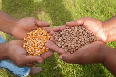 Agricultores de Brumadinho recebem apoio para produção de grãos