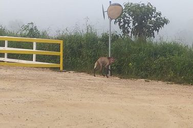 Lobo-guará é filmado por morador no Cantagalo em Brumadinho