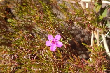 Nova esp&eacute;cie da flora brasileira &eacute; encontrada na Serra do Rola-Mo&ccedil;a