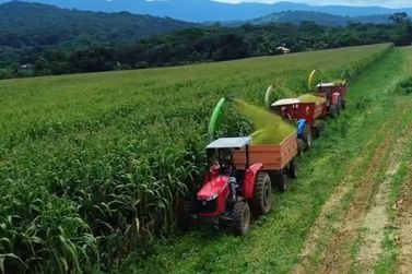 Produ&ccedil;&atilde;o de milho em Brumadinho registra crescimento de 60%