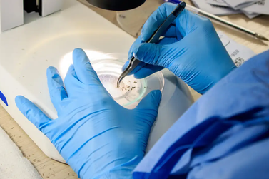Projeto com mosquitos portadores de Wolbachia tem in&iacute;cio em Brumadinho