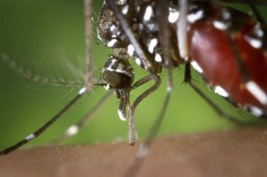 El Ni&ntilde;o liga alerta para poss&iacute;vel avan&ccedil;o da dengue e Chikungunya