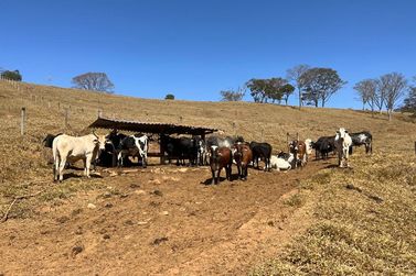 Fazenda &agrave; venda - 300m&sup2; - Centro 
