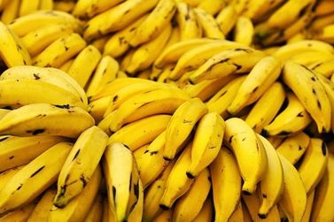 Santa Catarina investirá R$ 2 milhões para apoio da bananicultura