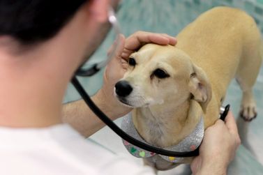 Saiba porque é tão importante manter a vacinação dos pets em dia 