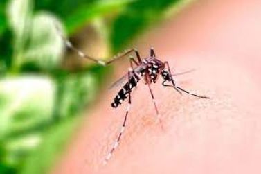 Dengue: Mutirão D. ocorre neste sábado em Brusque