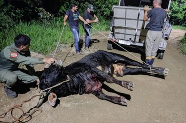 Animal é abandonado ferido após farra do boi em Balneário Camboriú