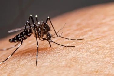 Brusque já registrou 468 casos confirmados de Dengue em 2024