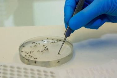 Botuverá registra primeiros casos de febre do oropouche em Santa Catarina