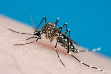 Brusque registra mais de 200 casos confirmados de dengue em 4 dias