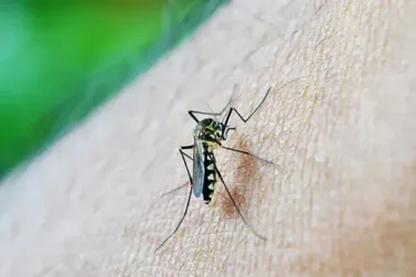 Brusque ultrapassa 1200 casos de dengue em 2024