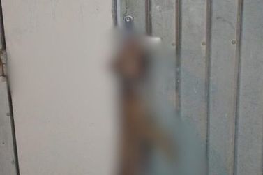 Cachorro é morto enforcado em maçaneta de portão, em Itapema